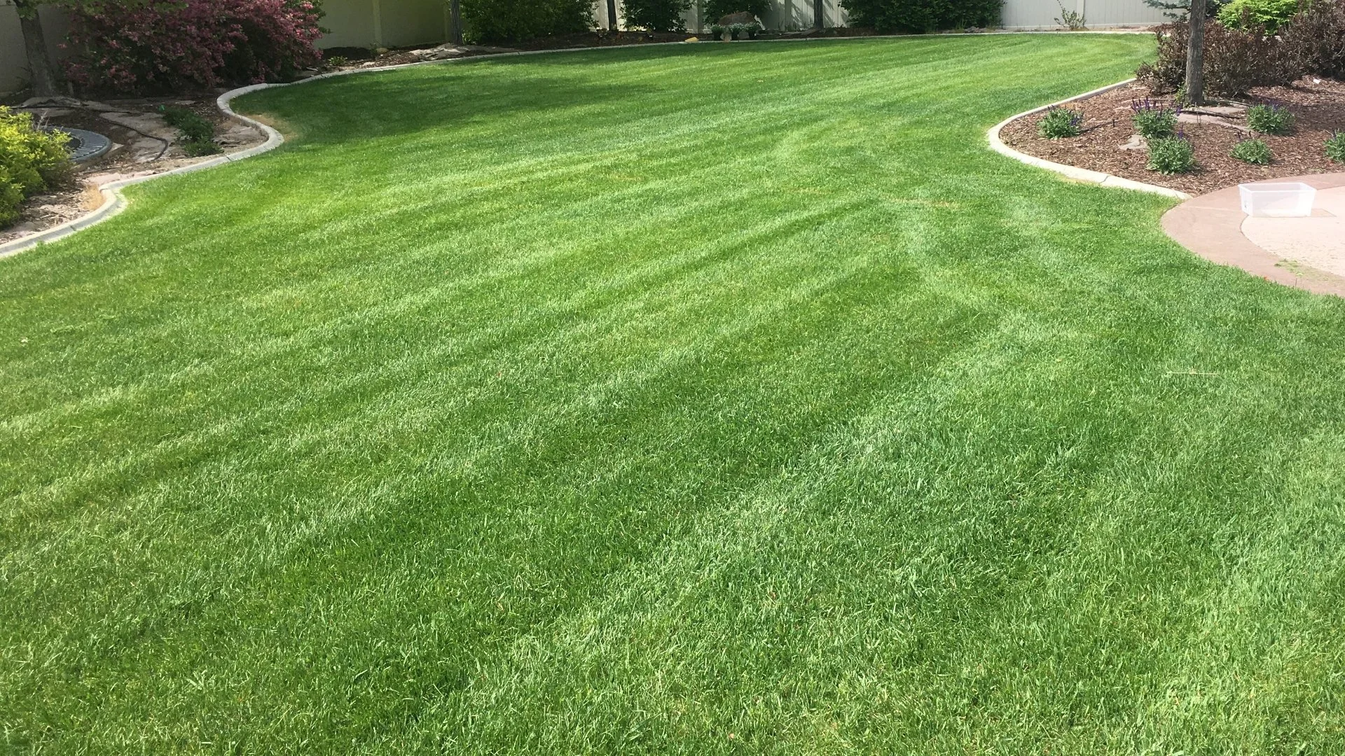Close view of backyard grass that is healthy, green, and weed-free in Midway, UT.