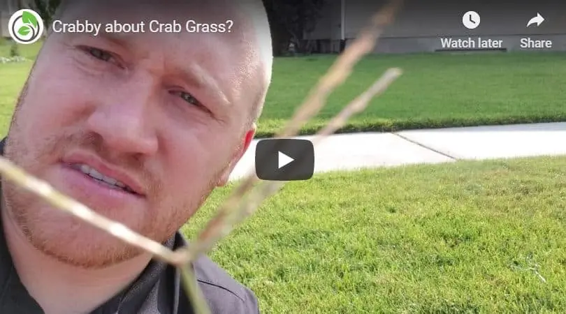 Crabby about Crab Grass
