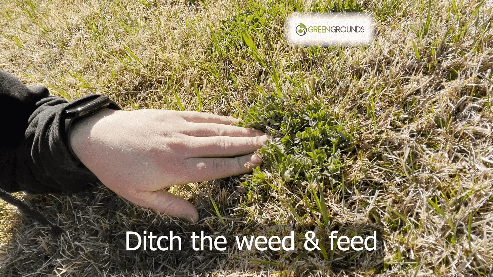 Ditch the Weed & Feed