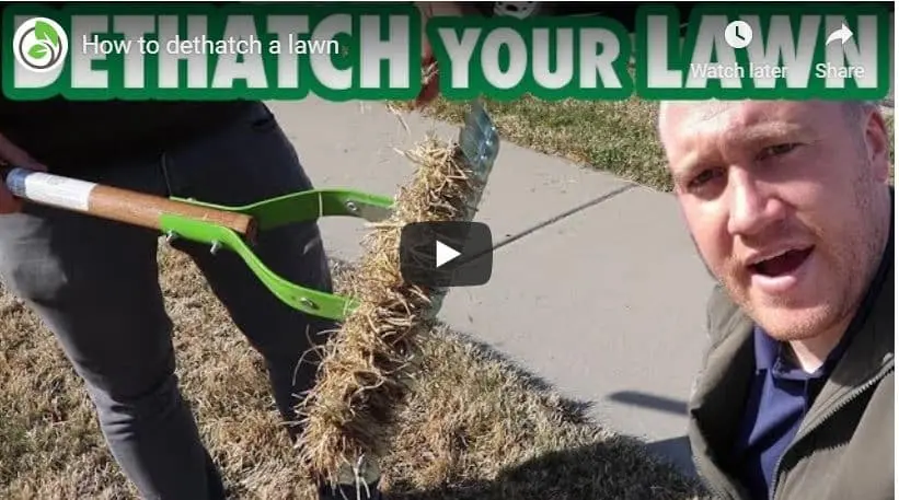 How to Dethatch your Lawn