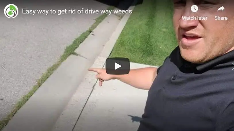 Is your driveway full of WEEDS?