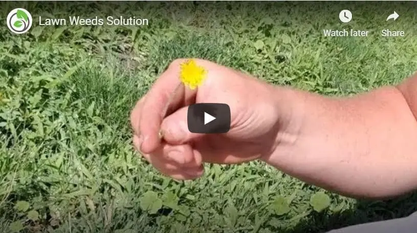 Weed Control Highland Tip of the Week