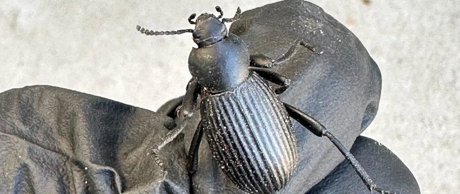 Black beetle found in Heber City, UT.