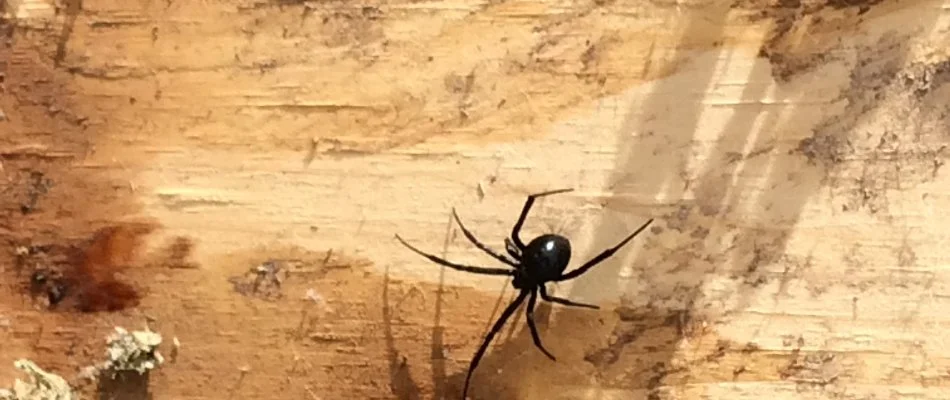 A black spider in Highland, UT, on a wood wall.