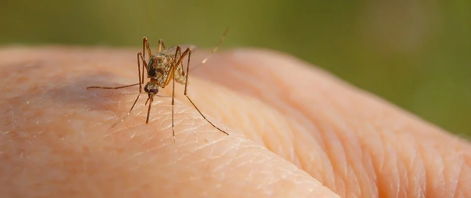 Mosquito in Sandy, UT, on human skin.