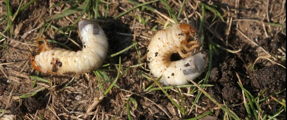 A lawn in Midway, UT, with white grubs. 