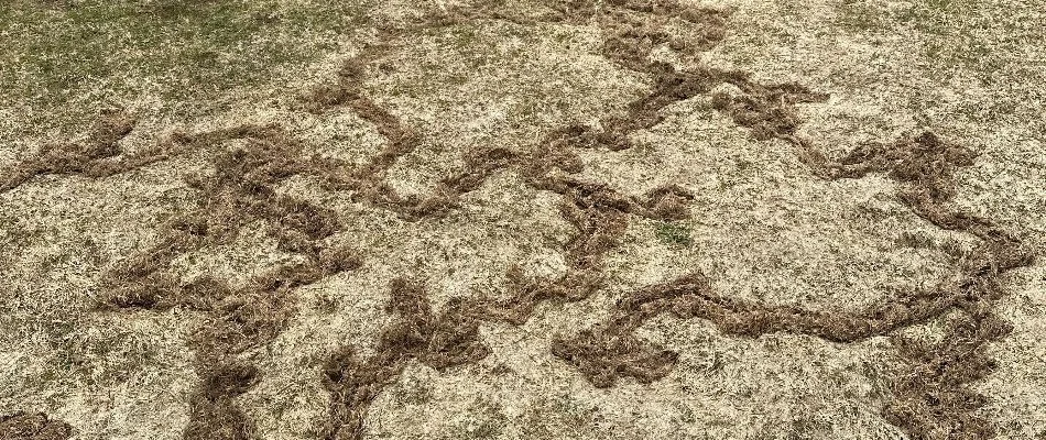 Lawn damage in Herber, UT caused by voles.