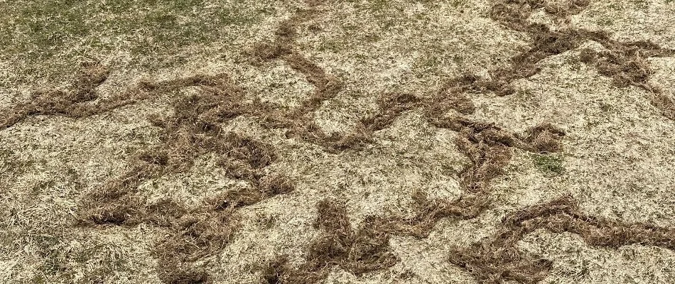 Lawn in Salem, UT, damaged by voles.