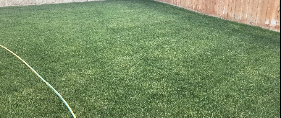 Lush, green grass in Salem, UT, from routine lawn care.