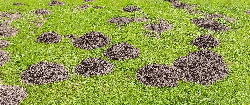 Multiple mole hills on a lawn in Salt Lake County, UT.