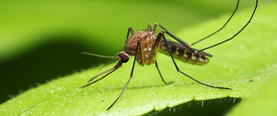 Mosquito on a plant leaf in Lindon, UT.