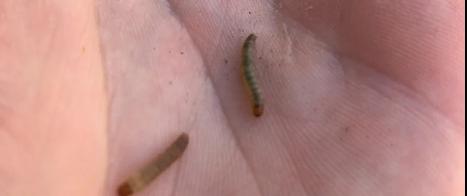 Sod webworms on a person's hand. 
