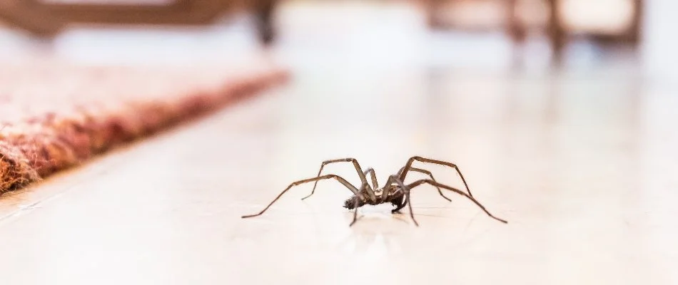 Spider in Provo, UT, near a carpet.
