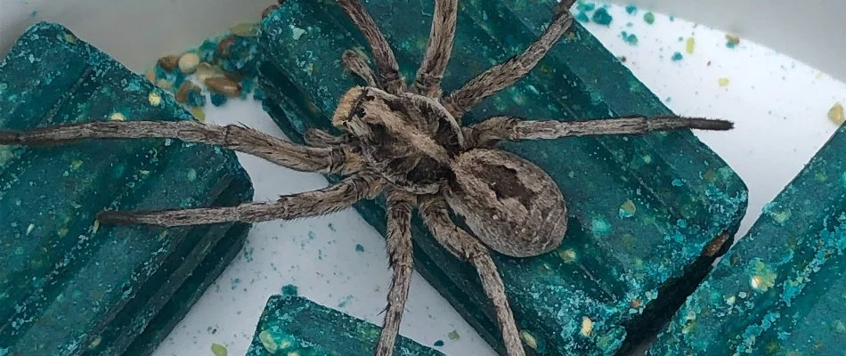 Spider from Eagle Mountain, UT, on top of green blocks.