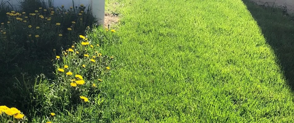  Weed-free lawn in Cedar Hills, UT, beside a weed-filled turf.