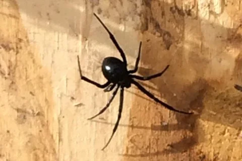 Black widow spider at home in Herber, UT.