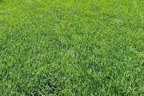 Dark green front lawn in Midway, UT.